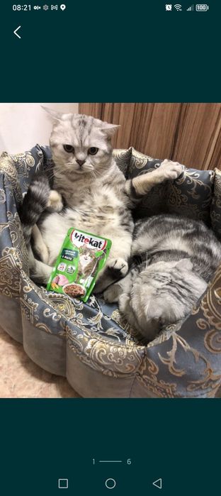 Срочно приглашаем кошек