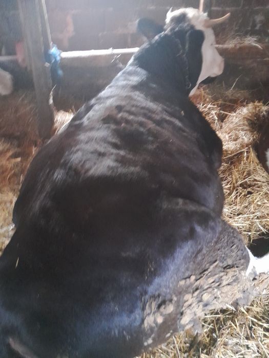 Juninca de vînzare.