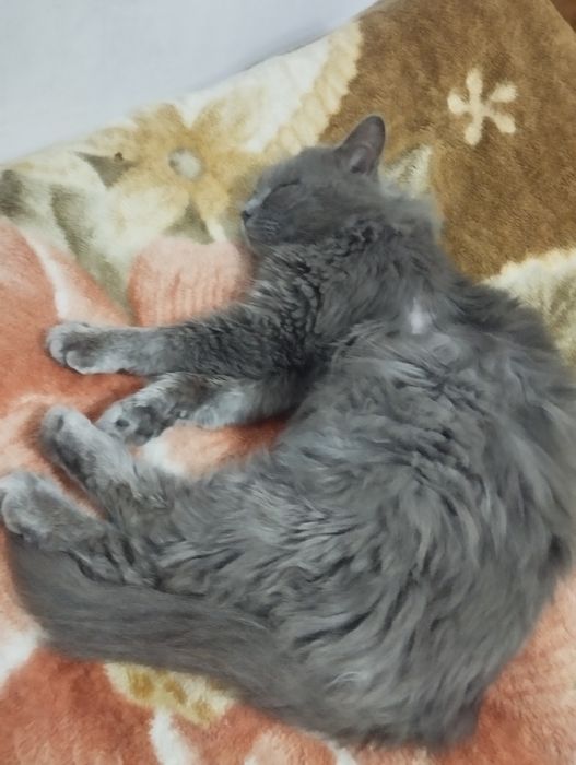 Отдам кота в добрые надёжные руки