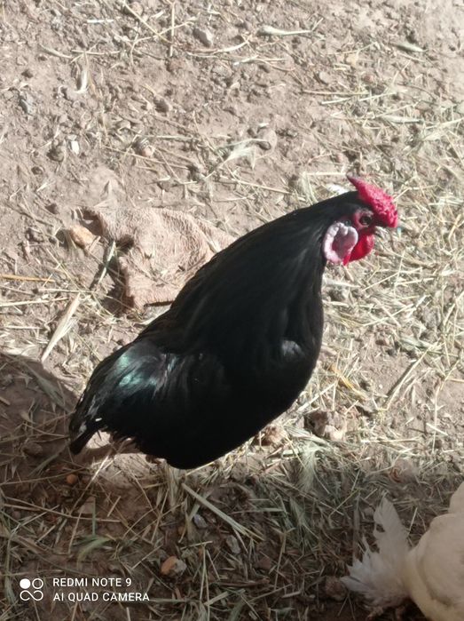 Товук тухумлари  сотилади ветнам.