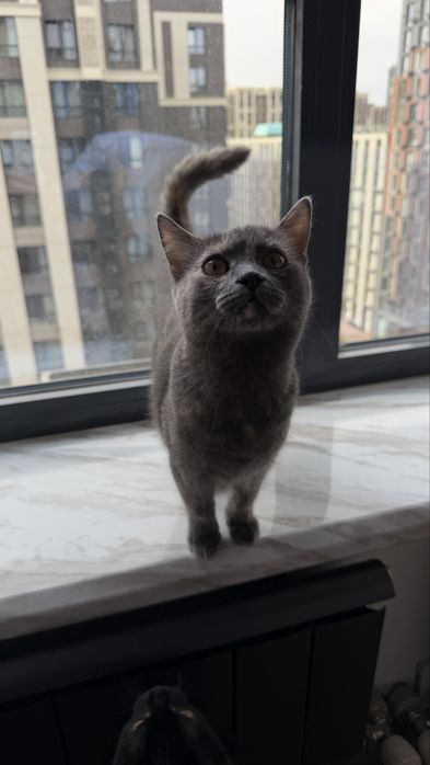 Отдам в добрые руки кошечек