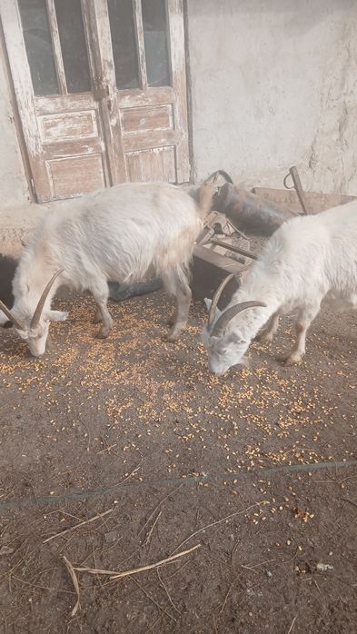 Vând  5 capre și un țap