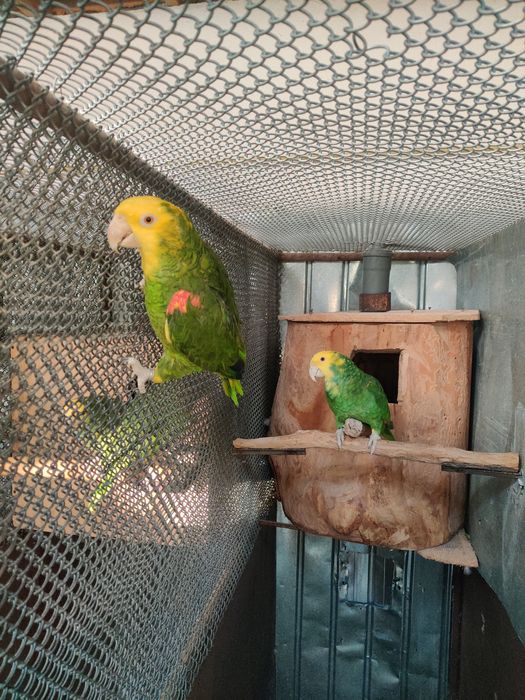 Papagal Amazon Magna Oratrix