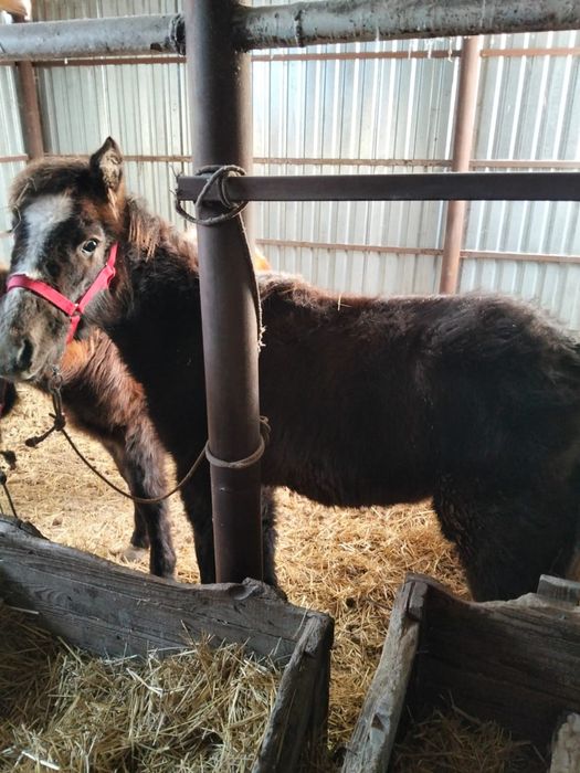 Двое жеребят екі Жабағы