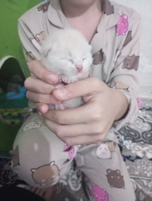 Продаются шотландские милые котята