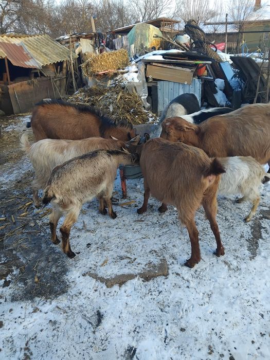 Vând capre șapte cape și un țap
