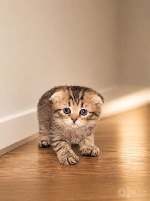 Продается котик Скоттиш фолд