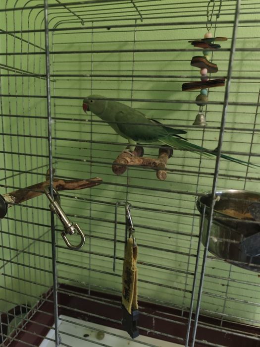 Papagal Micul Alexandru