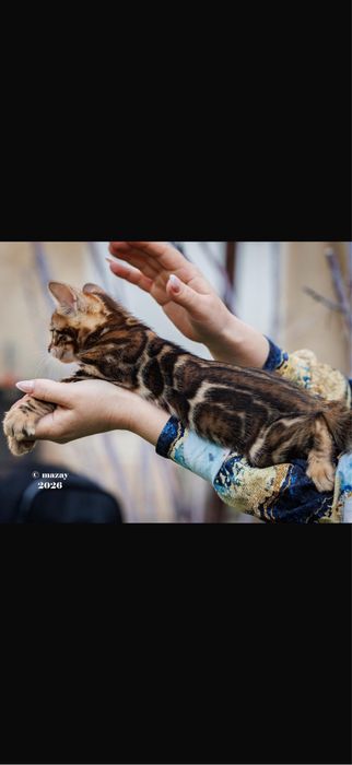 Бенгальская кошка премиум класса !!!