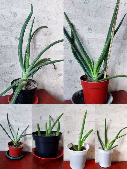 АЛОЭ лечебный,косметичный