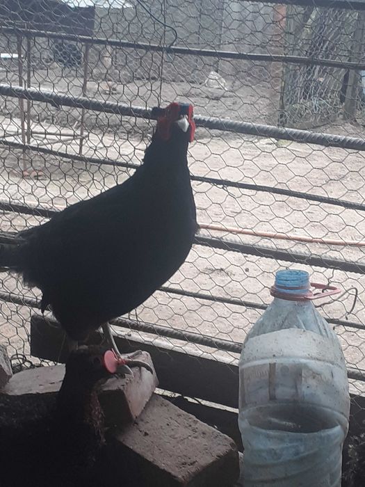 Vând oua incubatie fazani comuni si tenebros