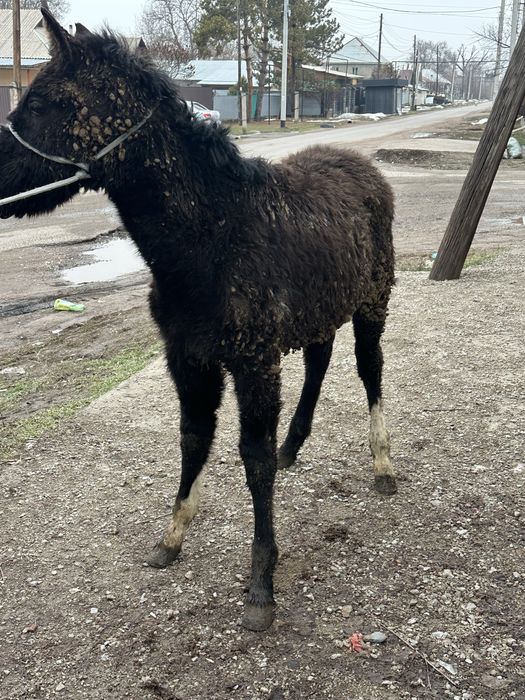 Тай жабагы  байтал бие кобылка