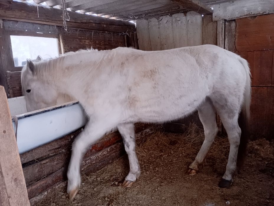 Продам кобылу 5лет