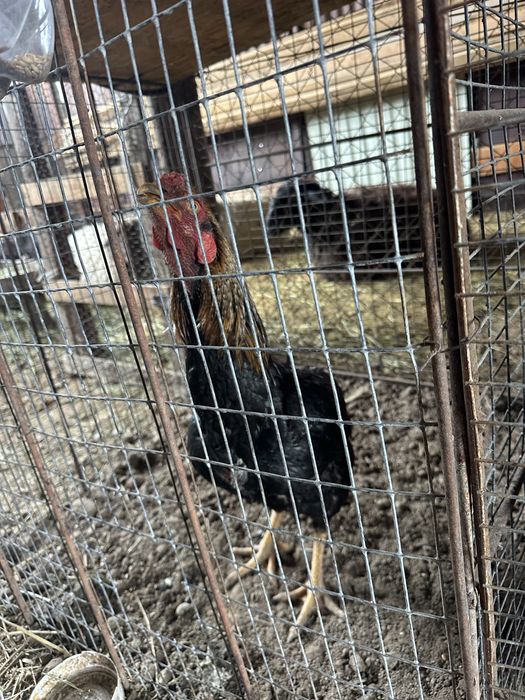 Продаётся молодые петушки дакан