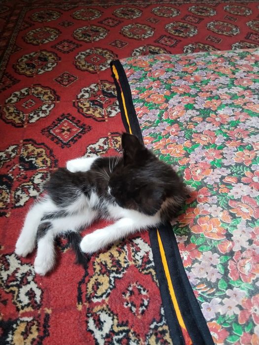 Yaxshi qarap boqedigon odamga bervoramiz