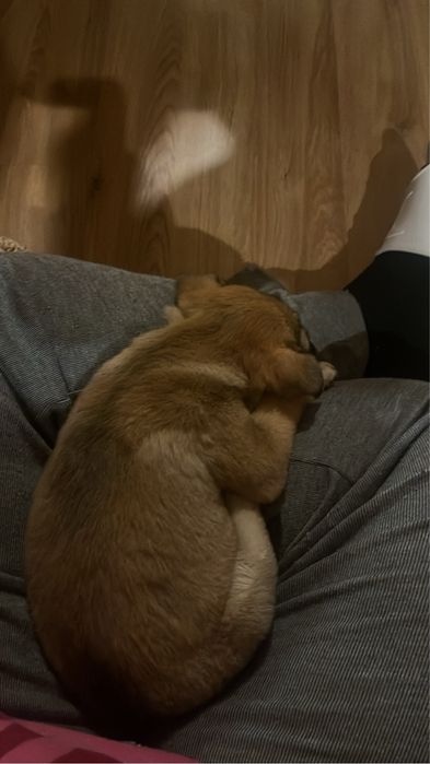 Кученце търси дом