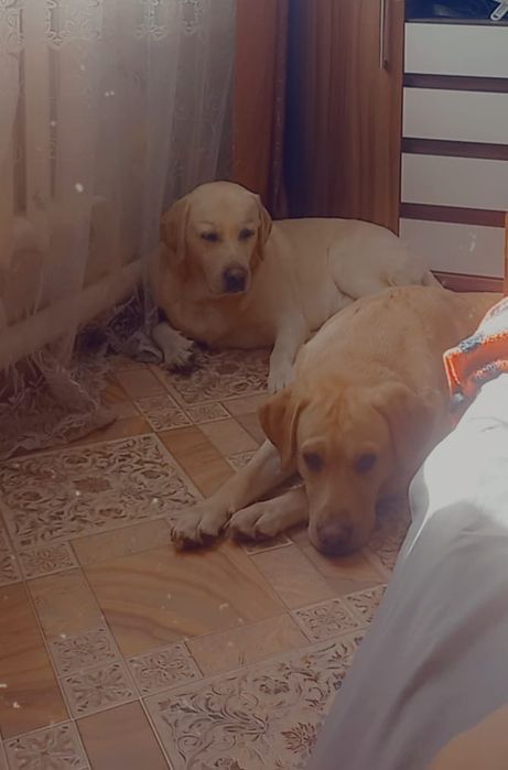 Королевский лаблодор