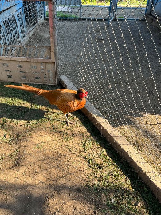 Vând fazani și ouă de fazani.