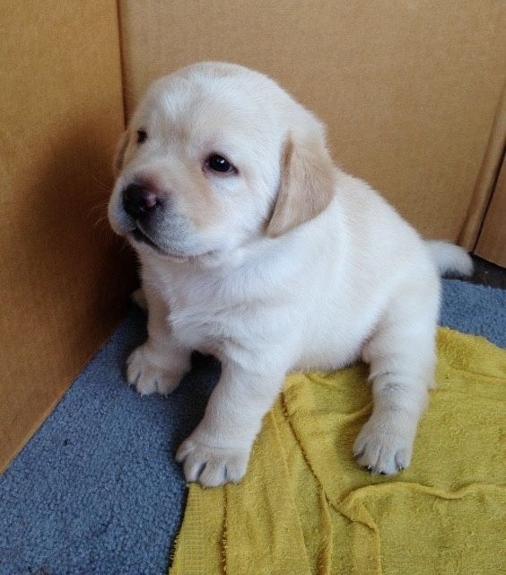 продам Лабрадоров