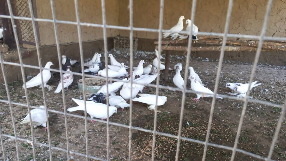 Кептерлер  оптом