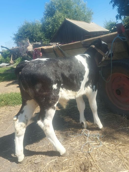 Vând vițica și tăuraș belgian