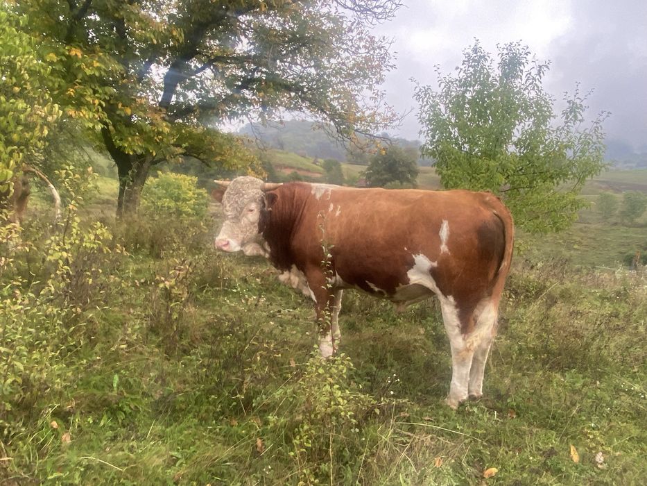 Taur de vanzare de doi ani