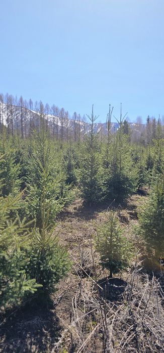 Ель сибирская саженцы