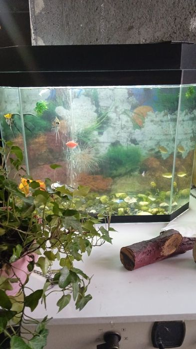 Аквариум 60 литров