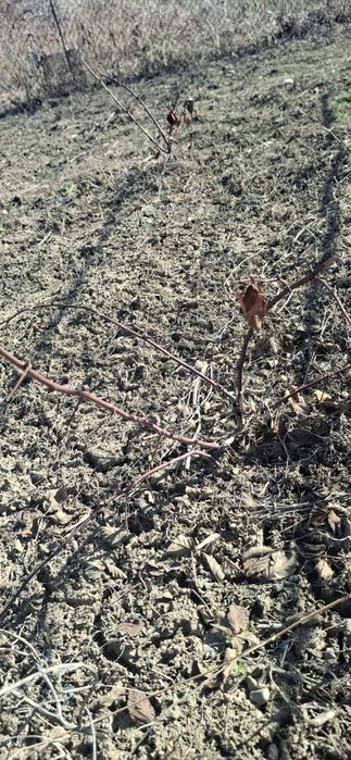 Саженцы ежамалины