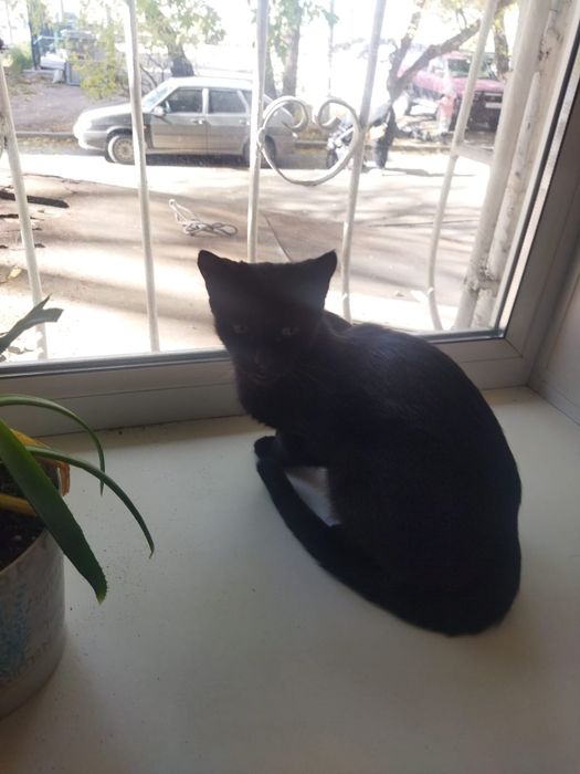 Отдам кошку черную