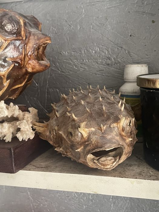 Pesti balon perfecti