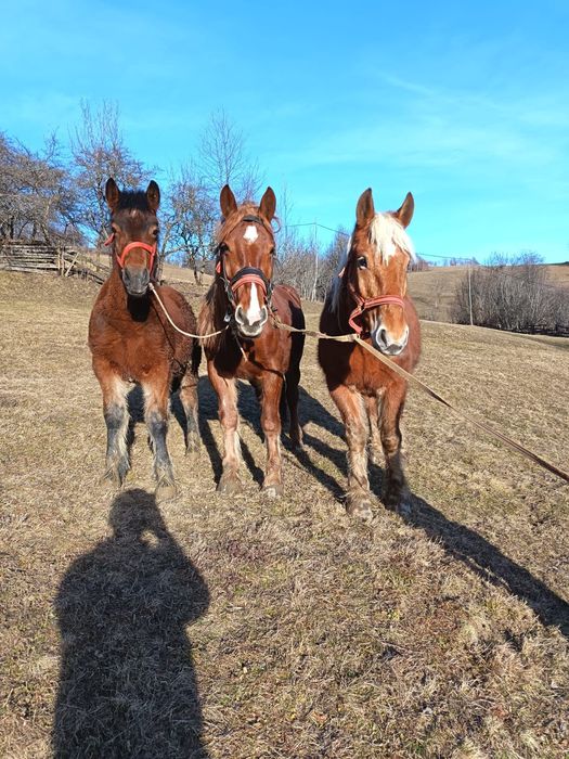 Vând mânz de 6 luni