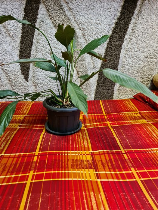 Продам Комнатные цветы.