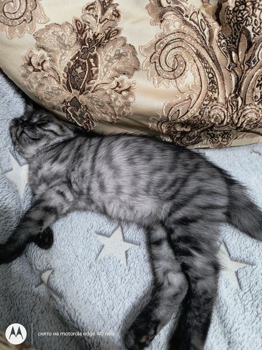 Продам котят скотищь страйт