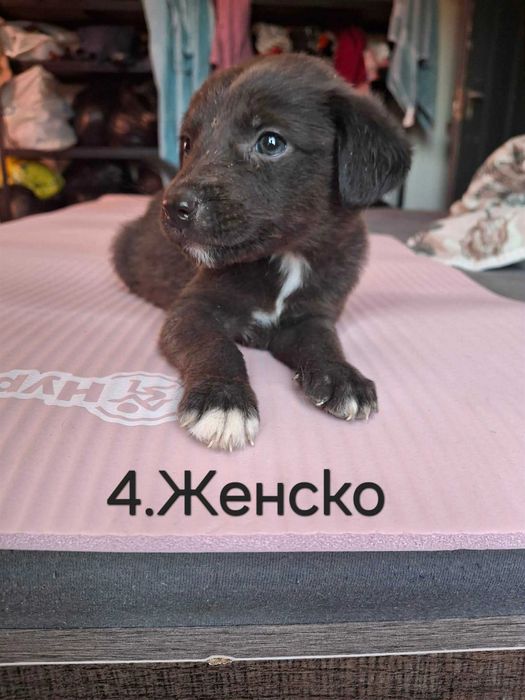 Подарявам кученца на 40 дни