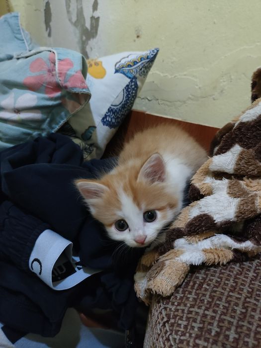 Отдам котят в добрые руки