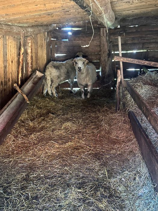 Berbec de vânzare 1 an – bun pentru reproducție