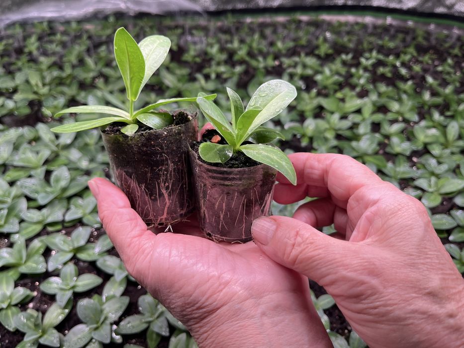 Эустома цветы рассада