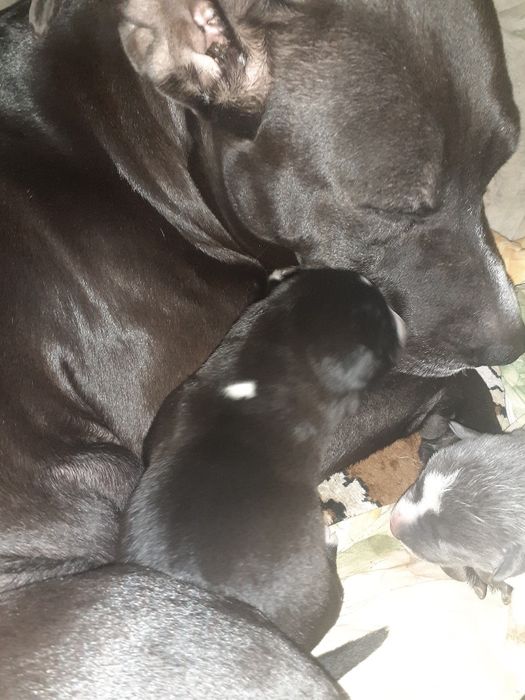 Продам щенка пит-бультерьера за 30тысяч