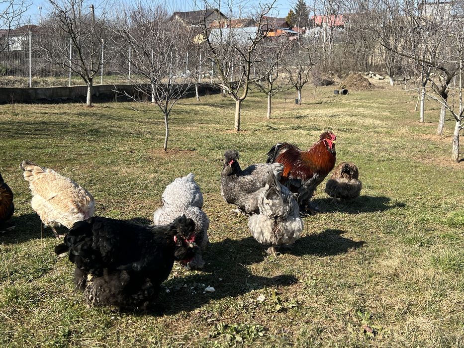 Oua incubat gaini motate, incaltate, gat golas