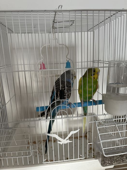 Попугаи волнистые бесплатно