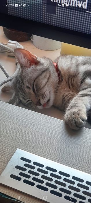 Пропала кошка,район Казыбек би