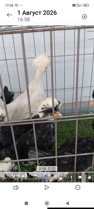 Галандская карликовая