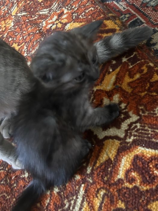 продам котят(британцы)