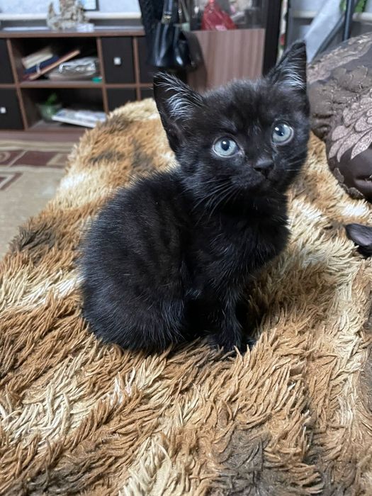 котята 2 месяца.