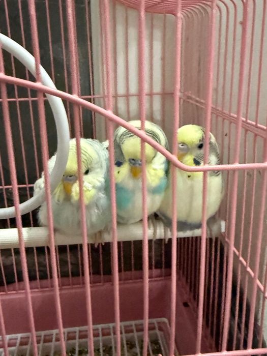 Попугай продам хороший