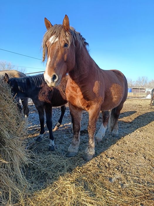 Продам советский тяжеловоз