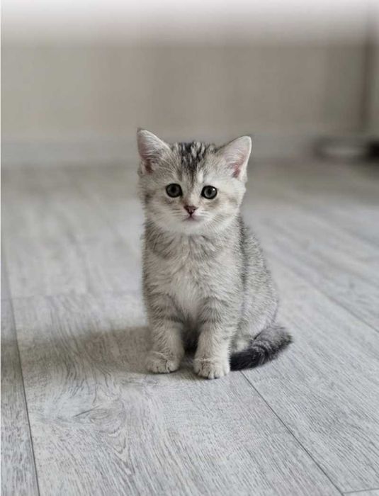 Шиншилы котята 10000