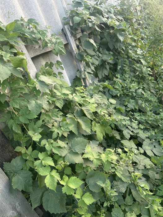 Продам дачу Сады-1