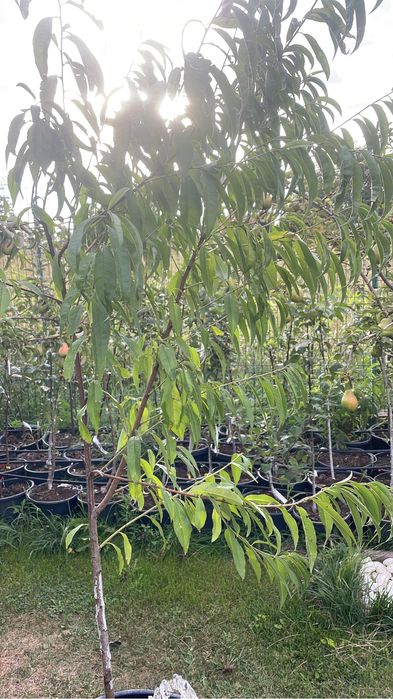 Pomi fructiferi pe rod / pomi la ghiveci